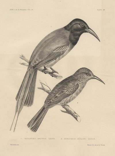 1. Meropogan Breweri en 2. Meropiscus Mulleri, litho door J.T. Bowen door Otto Koehler